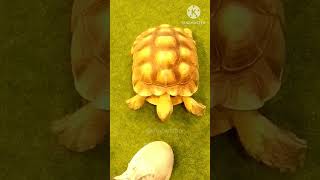 tortoise #shorts #tortoise #pets