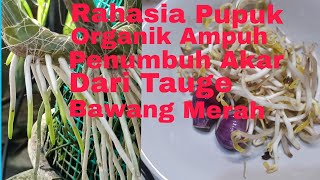 Bawang Merah,Tauge, Penyedap Rasa jadi Ramuan Manjur Penumbuh Akar Anggrek