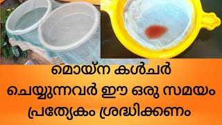 മൊയ്‌ന കൾചർ ഉള്ളവർ ഈസമയം ഒന്ന് ശ്രദ്ധിക്കണം//#Moina_culture//#guppy_faram