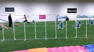 Miniature poodle Vili JANKK agility course B mini-3 27.10.2018