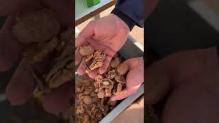 Krckalica za orahe poljomarket   Kadıoğlu CKK50 Walnut Cracker    1