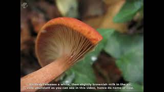 Lactarius volemus. Champimaginatis. English Text.