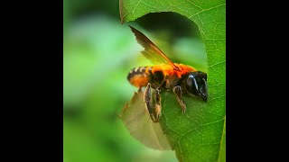 Bee cutting leaf like a pro- Read description to know more. #shorts #youtubeshorts