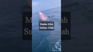 Masha Allah subhan Allah allah ki qudrat #allahkiqudrat #trendingshorts #youtubeshorts #shorts