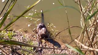 Lontra comendo uma Curimba no Rio Iguaçu, em São Mateus do Sul - PR.