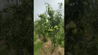 Almanya’da Elma ve Armut bahçesinden Elma - Armut topladık. 🍎🍏🍐🍐❤️❤️ #travel #nature #almanya