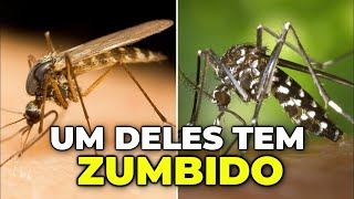 Como saber se é MOSQUITO DA DENGUE ou PERNILONGO COMUM