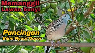 Perkutut lokal gacor Memanggil lawan bunyi Pancingan bikin nyaut gacor