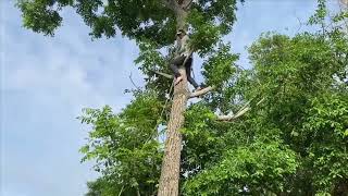 COMO TUMBAR UN ÁRBOL MAL UBICADO SIN HACER DAÑO.