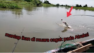 mantap ll perdana mancing di muara cagak ll mancing ikan barramundi