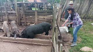 MAIS UM DIA NO SÍTIO / LABUTA NA ROÇA / Tirando Leite / Vacinando Bezerro / Tratando dos Porcos