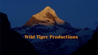 Wild Tiger Productions #film #documentary #advertising #filmmaker #cinematographer #editor  #india