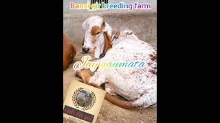 jay Gaumata