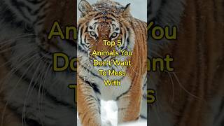 Top 5 Animals You Don't Want To Mess With #shorts #dangerousanimals