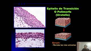 [HISTOLOGÍA] Seminario 1: Epitelio Parte 1