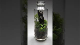 making a terrarium#terrarium#nature#shorts@mininature241