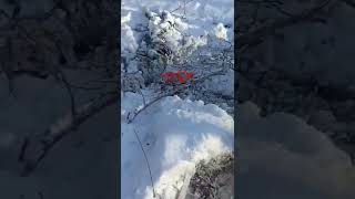 «Snowdrops» in the forests of Kharkiv region. We did not call them to our lands.