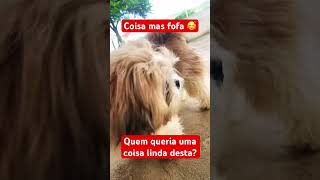 Cachorros fofinhos #pets