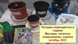 Посадка мускарей, сциллы и подснежники в горшки для весеннего цветения на балконе