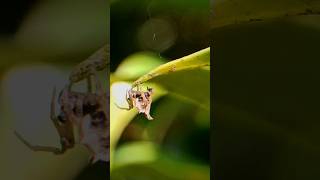 Mushroom Comb Footed spider (Phoroncidia septemaculeata) #shorts #mushroom #spider