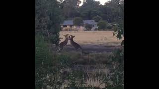 Kangaroo Boxing Fight