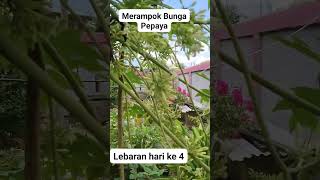 GILA!! BUNGA PEPAYA LEBAT BANGET!! #gila #bungapepaya #lebat #viralvideo #gardening