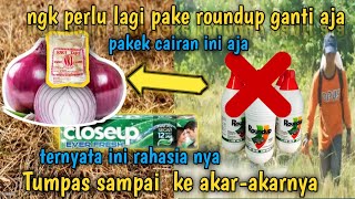 rumput musnah Sampai ke akar-akarnya !! tidak perlu beli roundup cukup pakai 3 bahan ini saja