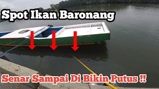 Senar Sampai Putus || Mancig Ikan Baronang