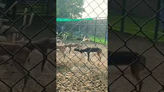 Black Buck In Pakistan Kala Hern #pakistan #zoo #animals