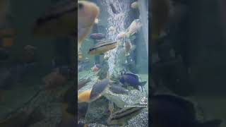 African Cichlid's with babies #africancichlids #peacock #fyp #haps