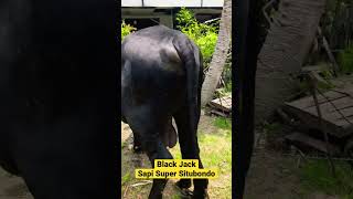 Black Jack Sapi Super Situbondo #sapi #cow #pemburusapiimpian