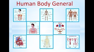 Human Body|human body parts|What is in a human body?  #humanbodyfacts #humanbodyinformation