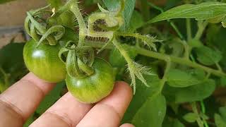 MY 18 KINDS OF TOMATOES, PEPPERS AND CHINESE SPINACH