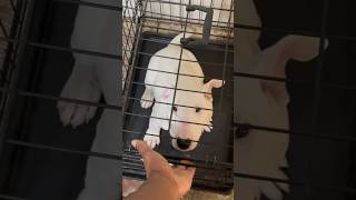 My Son Meeting His Puppy For The First Time 🦍👑❤️🙏🏽 #AKC #BullTerrier #ChossnSheepKennels #Cute