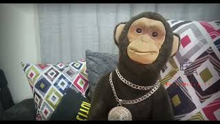 Monkeys from Meru Chew Miraa, #trending #video #funny #comedy  #news#today