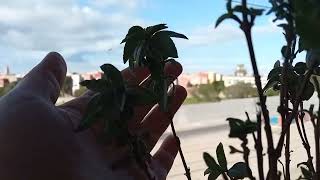 تتبع نمو نبتة النعناع في محبق صغير 🌱