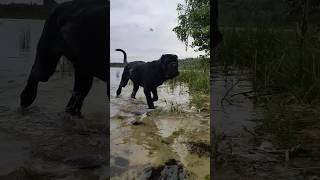 Неаполитанский мастиф Маля. /Neapolitan Mastiff Mala.#shorts