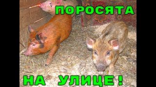 Поросята это радость, они уже на улице!