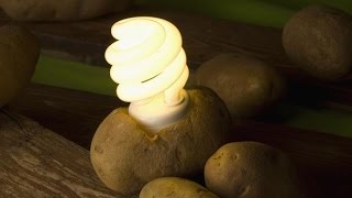 Make Electricity from Potatoes | Science News