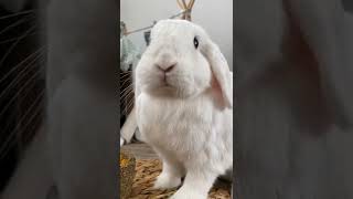 Rapping rabbit 🤪😂/rappende konijn 🤪😂