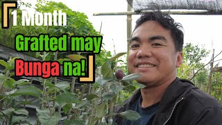 1 Month Old  Grafted Apple may Bunga na!