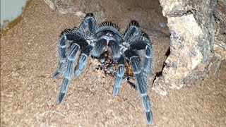 Lasiodora parahybana tarantula feeding on Masgascar hissing cockroach