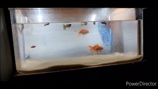 aquarium cleaning