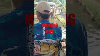 MANCING IKAN NILA UNTUK REFRESHING