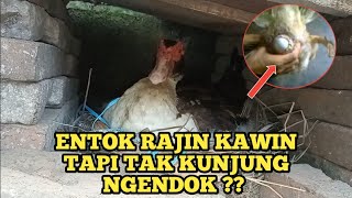 KENAPA ENTOK BETINA TIDAK KUNJUNG BERTELUR??