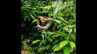 The Mating Ritual of the Common Mormon Swallowtail(Papilio polytes) #butterfly #love