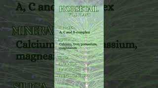 Horsetail - Equisetum arvense