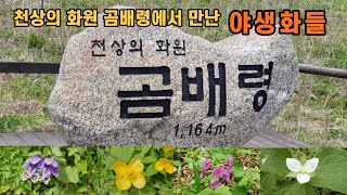 천상의 화원 곰배령에서 만난 야생화들