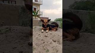 black desi dogs #shortvideo #dogs