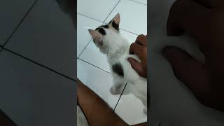 ngerjain kucing tetangga, bingung sampai muter-muter